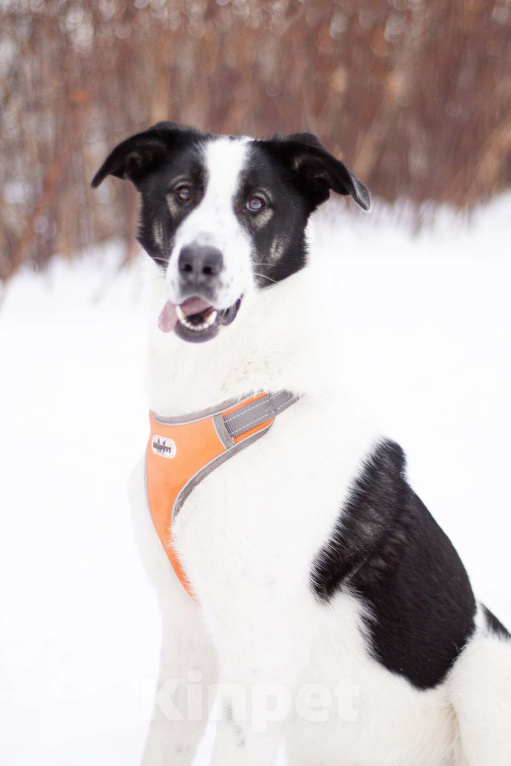 Собаки в Москве: Нежная Боня готова покорить Ваше сердце Девочка, Бесплатно - фото 5