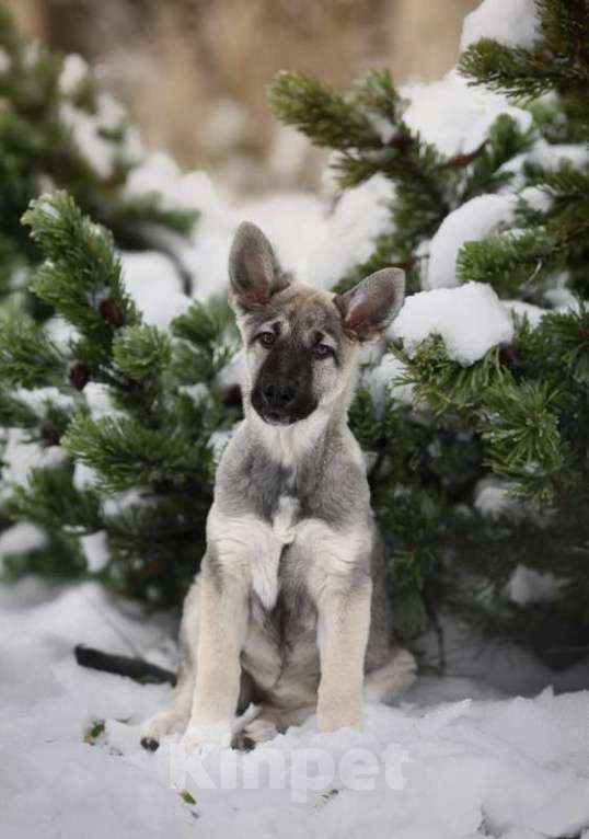 Собаки в Москве: Щенки овчароиды в добрые руки, 1 руб. - фото 2