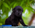 Собаки в Челябинске: Малыш лабрадора -ретривера 1 месяц, синий ошейник.  Мальчик, 30 000 руб. - фото 3