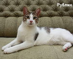 Кошки в Санкт-Петербурге: Котенок-подросток Рублик очень хочет стать домашним Мальчик, Бесплатно - фото 2