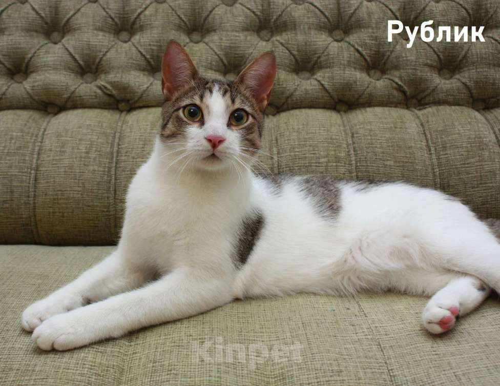 Кошки в Санкт-Петербурге: Котенок-подросток Рублик очень хочет стать домашним Мальчик, Бесплатно - фото 2