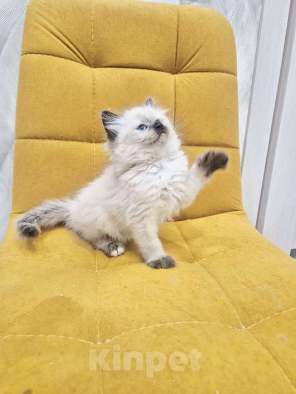 Кошки в Москве: Милейшая девочка Рэгдолл Девочка, 70 000 руб. - фото 1