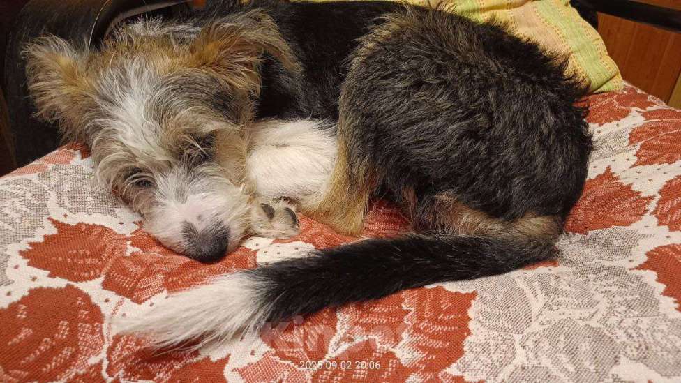 Собаки в Долгопрудном: Нежный бородатик ищет дом Девочка, Бесплатно - фото 4