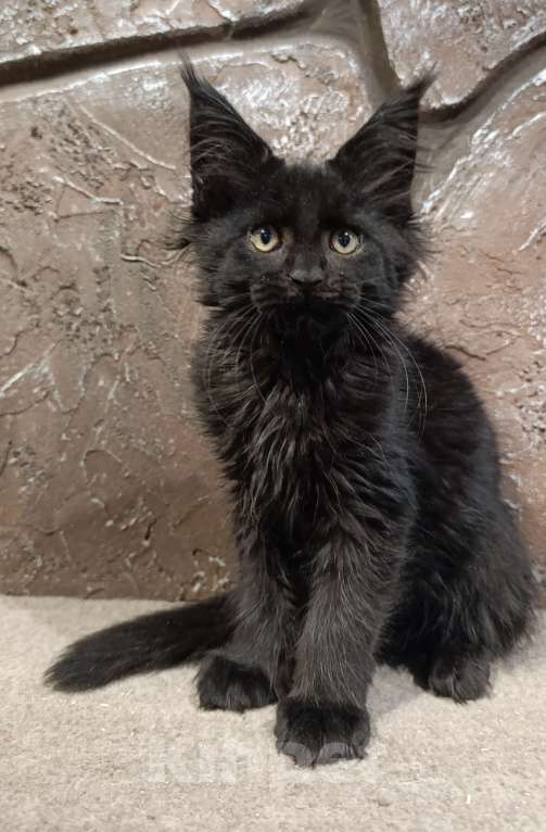 Кошки в Екатеринбурге: Котята Мейн Кун классика и полидакты Мальчик, Бесплатно - фото 7