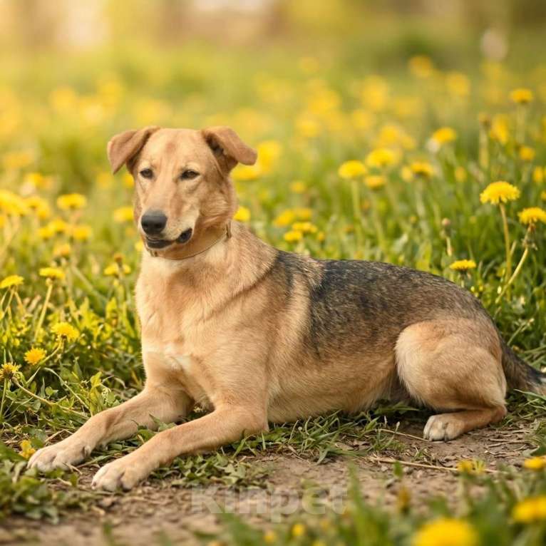 Собаки в Москве: собака из приюта Афина в добрые руки Девочка, Бесплатно - фото 4