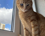 Кошки в Краснодаре: Отдаю Котика Мальчик, 1 руб. - фото 2