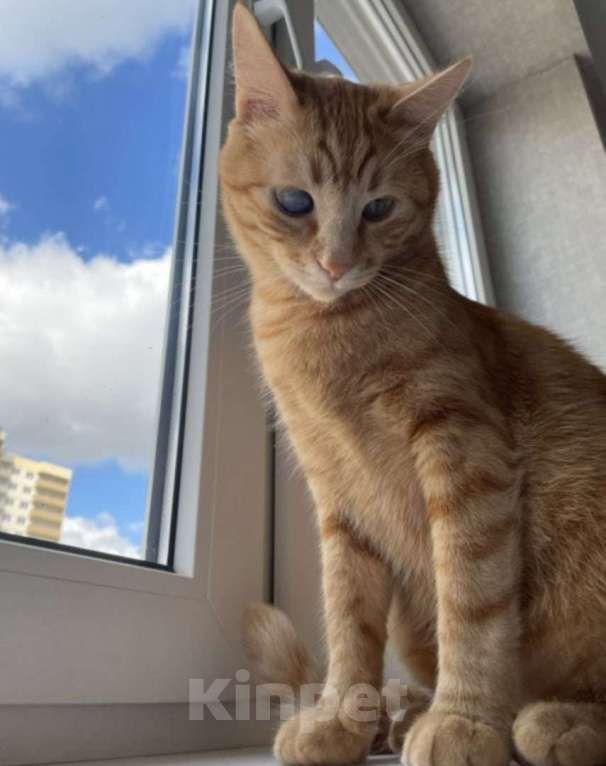 Кошки в Краснодаре: Отдаю Котика Мальчик, 1 руб. - фото 2