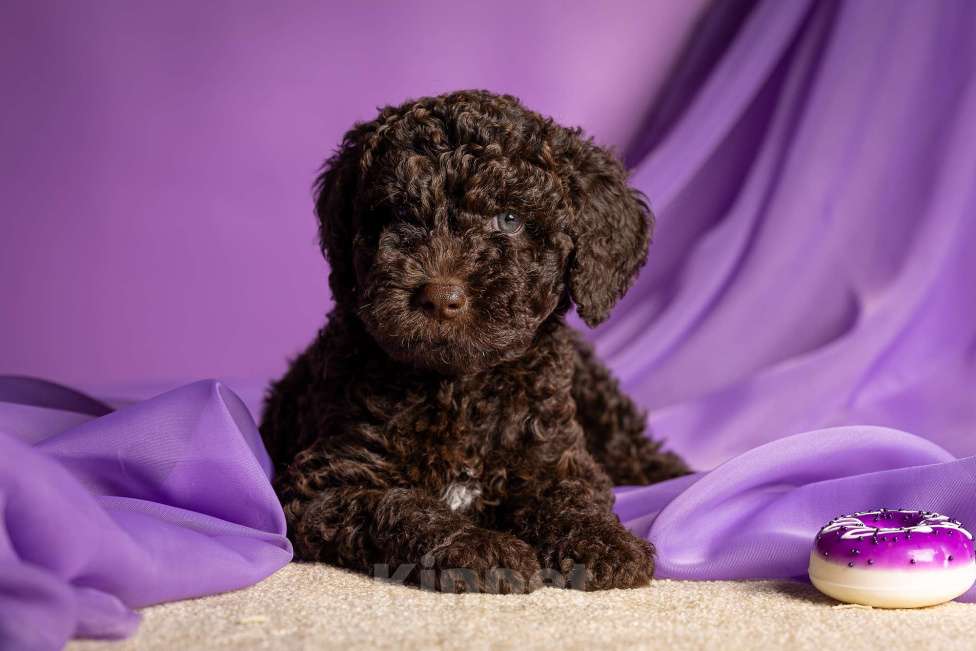 Собаки в Москве: EGELMEISTER Мальчик, 120 000 руб. - фото 3