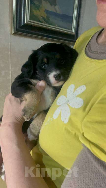 Собаки в Москве: Кнопочка ищет дом и семью Девочка, Бесплатно - фото 1