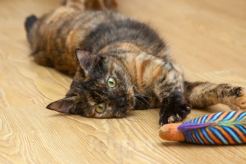 Кошки в Реутове: Подросток в добрые руки Девочка, Бесплатно - фото 8