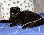 Кошки в Москве: Черная жемчужина Бусинка, ласковый котенок-подросток в добрые руки Девочка, Бесплатно - фото 1