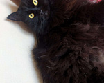 Кошки в Ливны: Шикарная ангора пушистая чёрная кошка 1 год, Бесплатно - фото 1