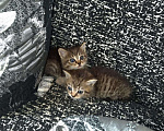 Кошки в Воронеже-45: Котята ищут дом., Бесплатно - фото 2
