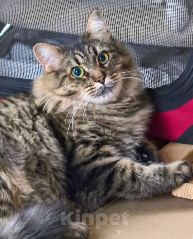 Кошки в Москве: Ласковая кошечка Анфиса ищет семью Девочка, Бесплатно - фото 3