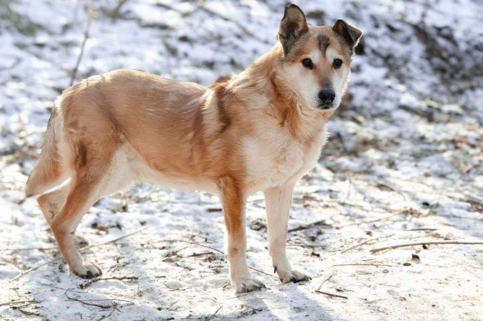 Собаки в Москве: Ариш Мальчик, Бесплатно - фото 4