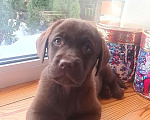 Собаки в Кстово: Щенки шоколадного лабрадора РКФ Девочка, 35 000 руб. - фото 8