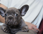 Собаки в Москве: Французский бульдог щенки Мальчик, 65 000 руб. - фото 6