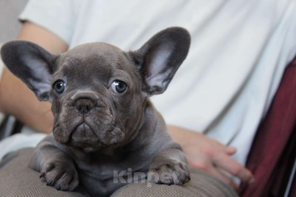 Собаки в Москве: Французский бульдог щенки Мальчик, 65 000 руб. - фото 6