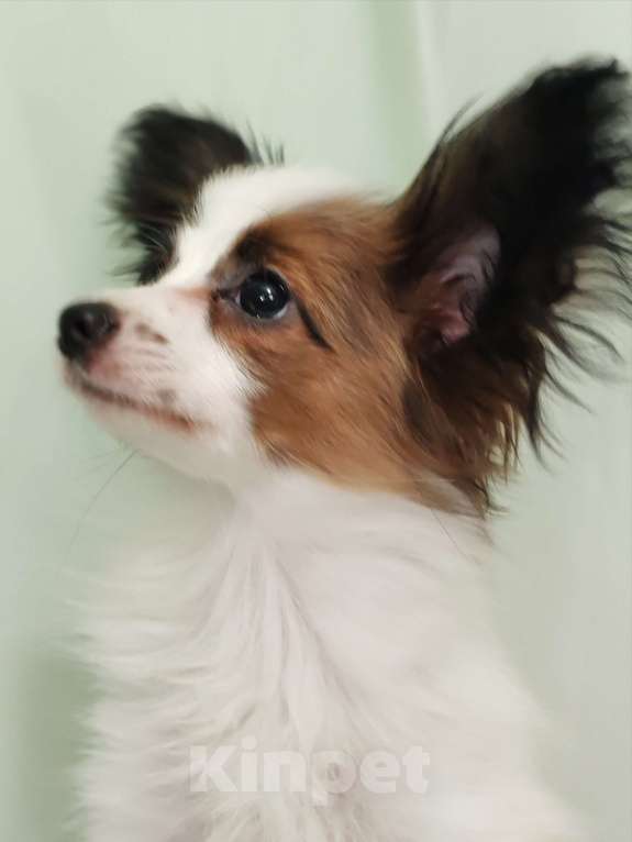 Собаки в Подольске: Папильон щенки Мальчик, Бесплатно - фото 5