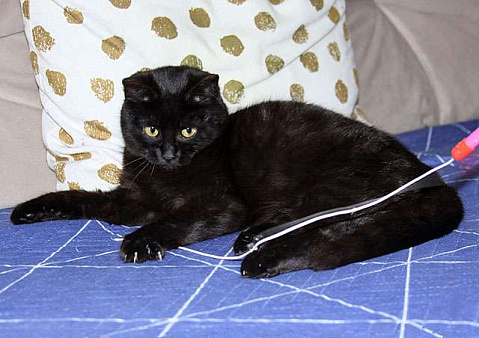 Объявление: Черная жемчужина Бусинка, ласковый котенок-подросток в добрые руки, Бесплатно, Москва