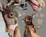 Собаки в Ростове-на-Дону: Щенки чихуахуа. Здоровье, генетика, приучены к пеленке 🐾 Разнополые, 25 000 руб. - фото 5