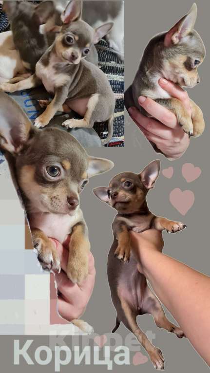 Собаки в Ростове-на-Дону: Щенки чихуахуа. Здоровье, генетика, приучены к пеленке 🐾 Разнополые, 25 000 руб. - фото 5