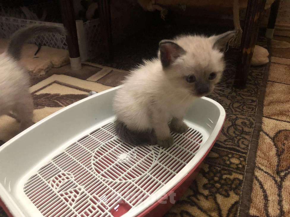 Кошки в Мурманске: манчкин подросток Мальчик, 15 000 руб. - фото 1