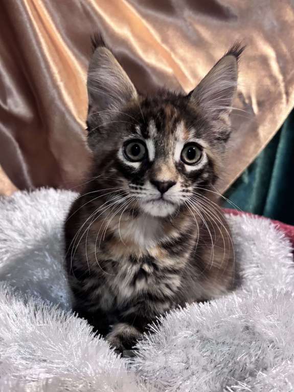 Кошки в Петергофе: Очень яркая девчоночка Девочка, 35 000 руб. - фото 5