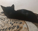 Кошки в Ростове-на-Дону: Котенок девочка  Девочка, Бесплатно - фото 1