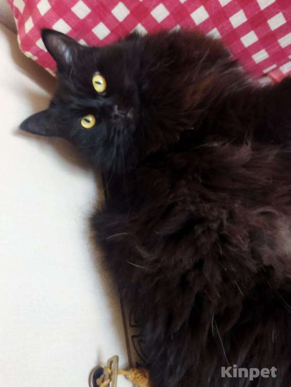 Порода кошек турецкая ангора черная