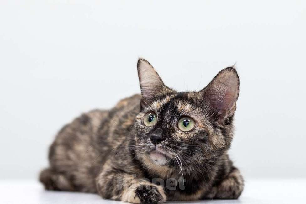 Кошки в Москве: Котенок Тигруля в добрые руки Девочка, Бесплатно - фото 4