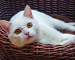 Кошки в Москве: Выставка-пристройство кошек и котят из приютов 23 сентября 2023 Мальчик, Бесплатно - фото 2