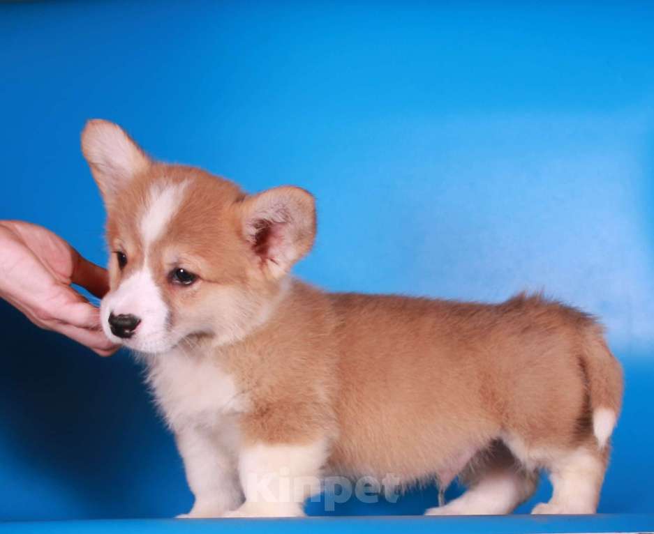 Собаки в Москве: вельш корги пемброк щенок от чемпиона Мальчик, 80 000 руб. - фото 7