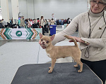 Собаки в Москве: Чихуахуа лучшая девочка Девочка, Бесплатно - фото 2