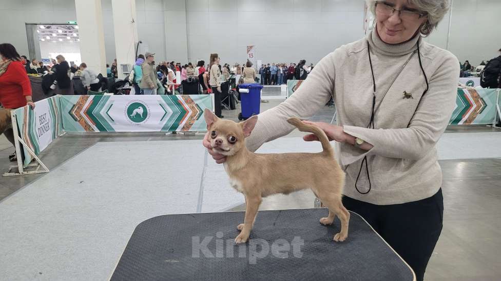 Собаки в Москве: Чихуахуа лучшая девочка Девочка, Бесплатно - фото 2