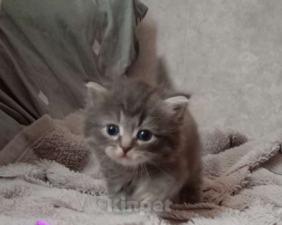 Кошки в Барнауле: Сильвия Девочка, 40 000 руб. - фото 4