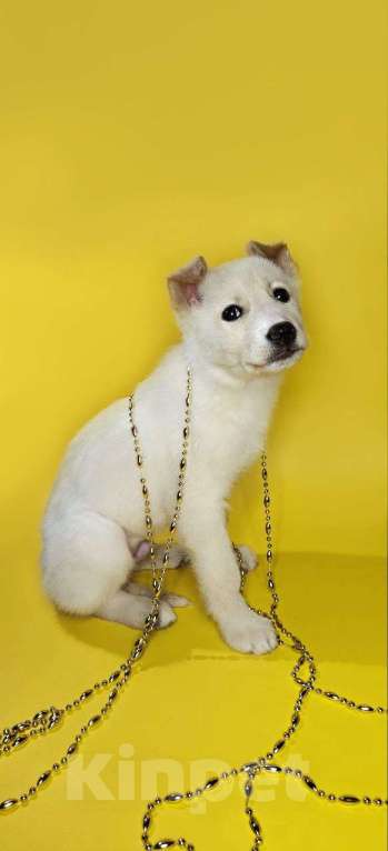 Собаки в Наро-Фоминске: Герцог якутенок команды ппбж Якутска Мальчик, Бесплатно - фото 1