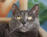 Кошки в Москве: Кошка Дымка ищет дом Девочка, Бесплатно - фото 2