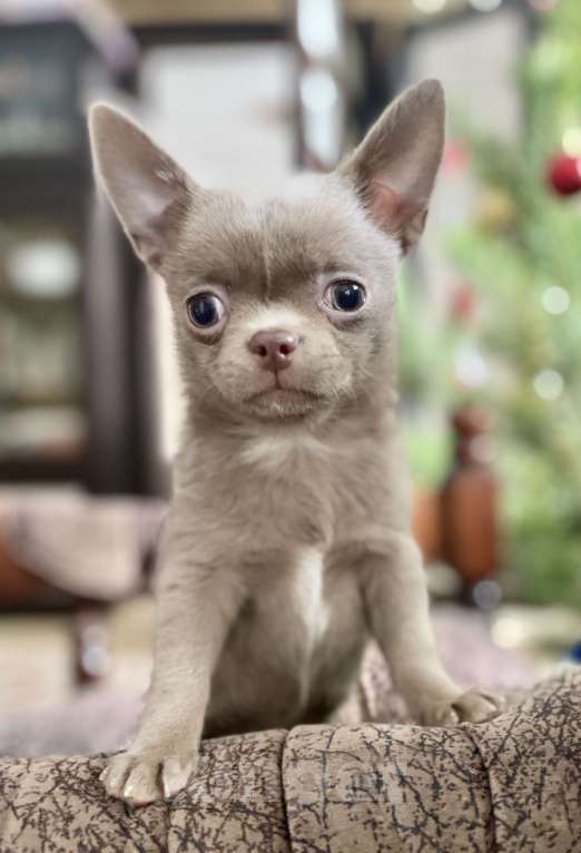 Собаки в Задонске: Клайд Мальчик, 50 000 руб. - фото 2