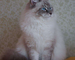 Кошки в Москве: Невские маскарадные котята для Вас! 💖 Смотрите какие у нас котята!😍  Мальчик, 50 000 руб. - фото 3