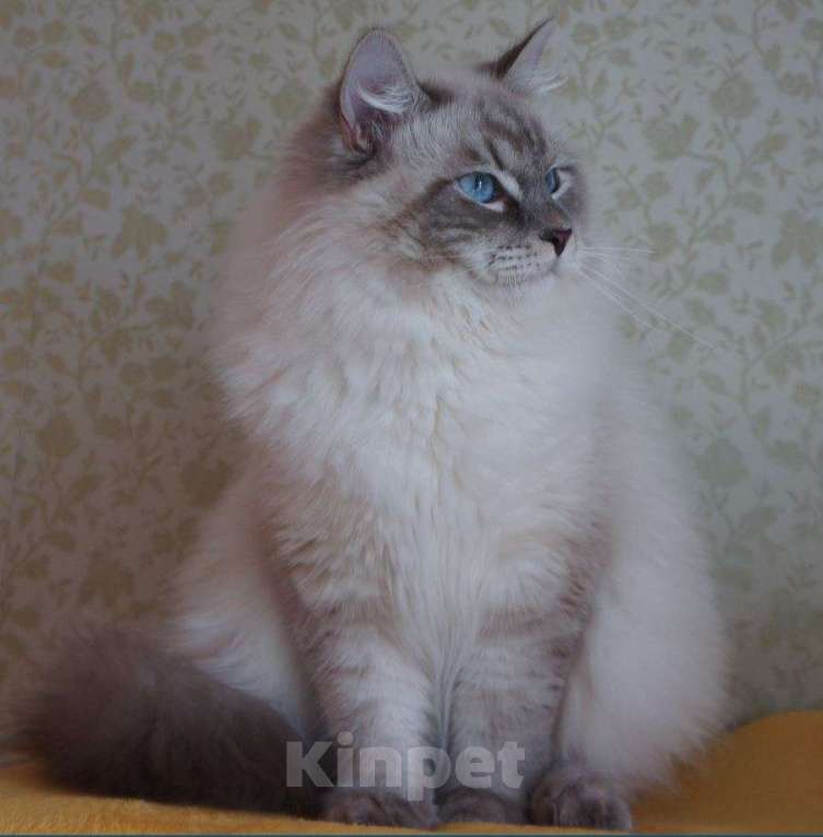 Кошки в Москве: Сибирские невские маскарадные котята для Вас! 💖 Смотрите какие у нас котята!😍  Мальчик, 50 000 руб. - фото 3