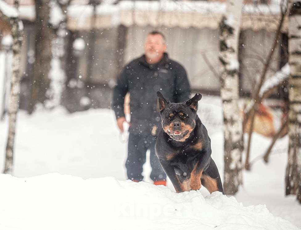 Собаки в Смоленске: Щенки ротвейлера Мальчик, 120 000 руб. - фото 8