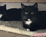 Кошки в других городах Московской области: Кошечки и коты Девочка, Бесплатно - фото 8