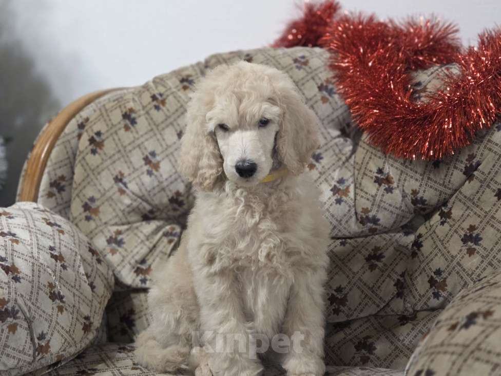 Собаки в Москве: Королевский пудель! Щенок Мальчик, Бесплатно - фото 4