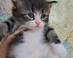 Кошки в Сергиеве Посаде: Сибиряк котенок Мальчик, Бесплатно - фото 2