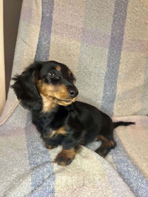 Собаки в Москве: черно-подпалый мальчик длинношерстной кроличьей таксы  Мальчик, 55 000 руб. - фото 4