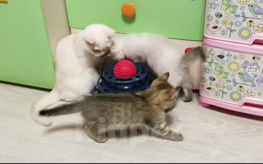 Кошки в Москве: Британцы котята мальчики и девочки  Мальчик, 12 000 руб. - фото 2