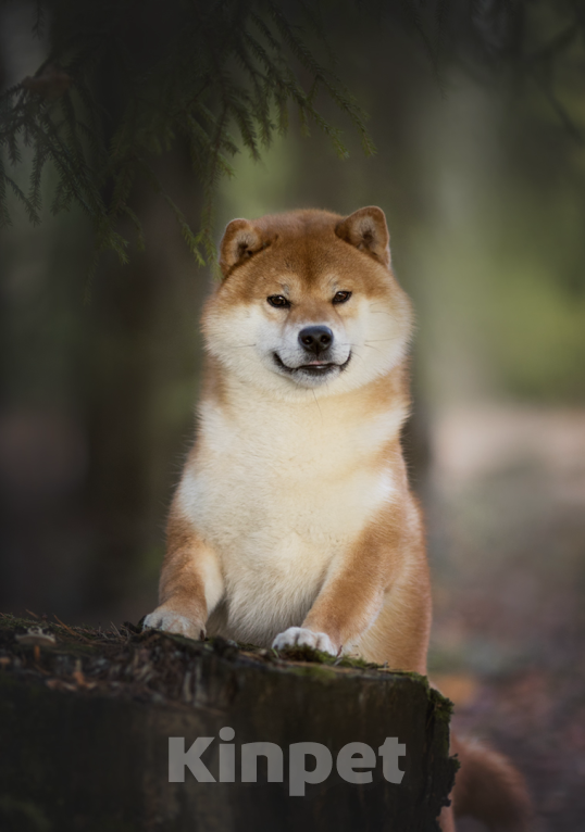 Собаки в других городах Ленинградской области: Сиба ину Девочка, Бесплатно - фото 3