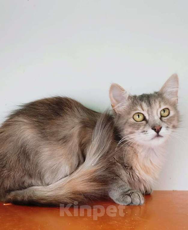 Кошки в Москве: Котенок Стеша ищет дом Девочка, Бесплатно - фото 1
