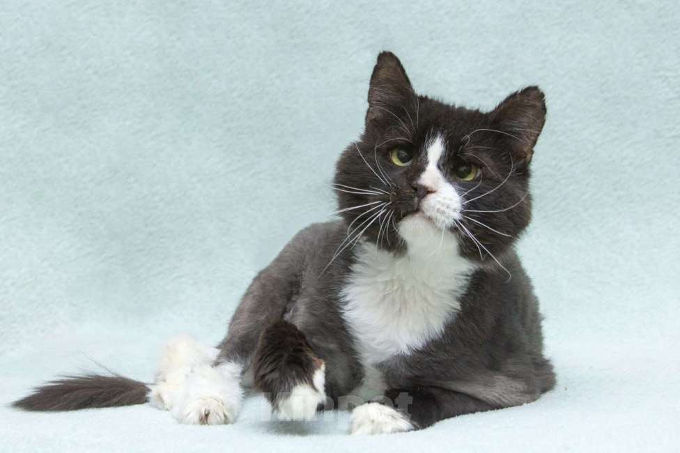 Кошки в Люберцах: Кузя: брутальный парень с большим сердцем ищет дом! Мальчик, Бесплатно - фото 4